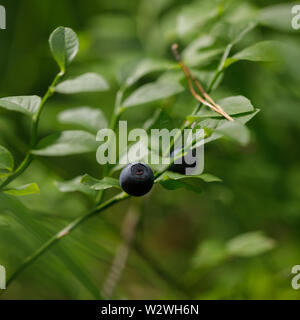 Un sano cibo biologico - mirtilli selvatici che crescono in foresta. Close-up. Foto Stock