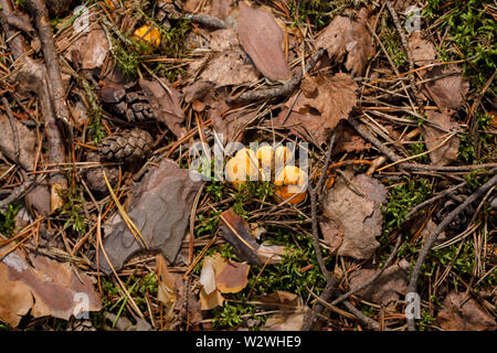 Giallo, materie finferli crescente nella fitta foresta. Close-up. Foto Stock