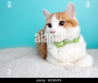 Orange Tabby Cat ritratto in studio e indossando un Bow Tie Foto Stock