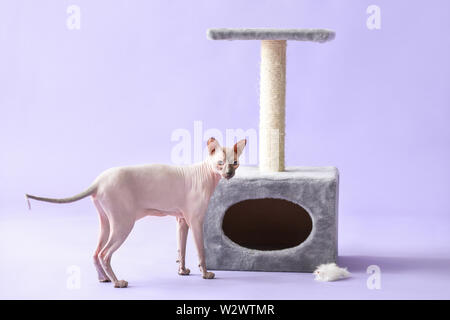 Funny Sphynx cat vicino a graffiare post sul colore di sfondo Foto Stock