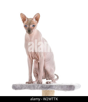 Funny Sphynx gatto su scratching post contro uno sfondo bianco Foto Stock
