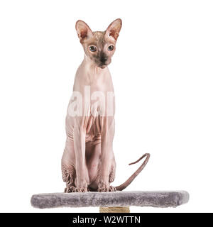 Funny Sphynx gatto su scratching post contro uno sfondo bianco Foto Stock
