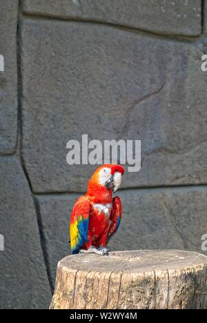 Ara Macao o Macaw dalle Americhe, in via di estinzione a pappagallo Foto Stock