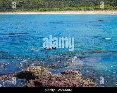 Snorkeling sulle rocce in ocean bay nei pressi di Batemans Bay, NSW, Australia Foto Stock