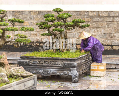 Tree care lavoratore lavora al parco in Vietnam. Donna asiatica il taglio di alberi di bonsai Foto Stock