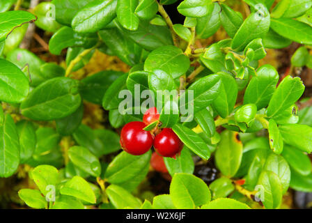 Preiselbeere Pflanze - impianto cowberry 06 Foto Stock