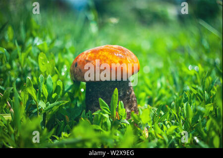 Unico Scaber Red-Capped levetta fungo Fungo (Leccinum Aurantiacum) in erba dopo la pioggia su una soleggiata giornata estiva. Foto Stock