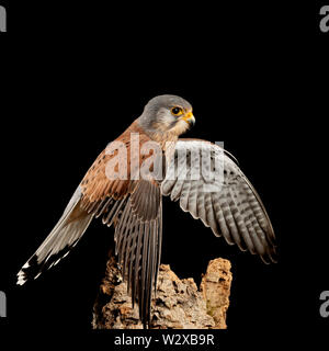 Splendido ritratto del Gheppio Falco tinnunculus in studio di impostazione su sfondo nero Foto Stock