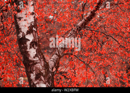 Surreale colore alternativo vibrante bosco foresta Autumn Fall paesaggio Foto Stock