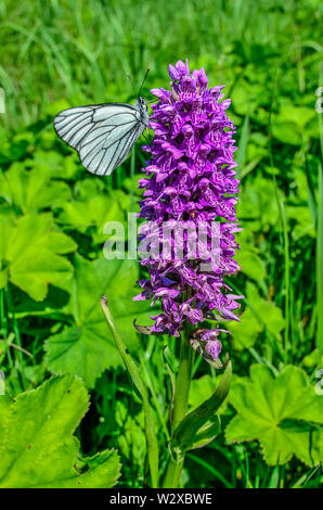 White butterfly Aporia crataegi su viola Dactylorhiza majalis fiore, noto anche come western marsh orchid, di latifoglie orchidea palustre, ventola orchid, comm Foto Stock