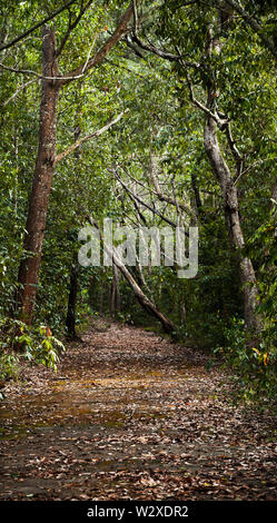 Vuoto abbandonato strada asfaltata che attraversa la foresta scura verticale della foto di sfondo Foto Stock