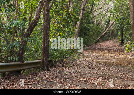 Vuoto abbandonato asfalto strada coperta di foglie cadute, passa attraverso la foresta buia, viaggio foto di sfondo Foto Stock