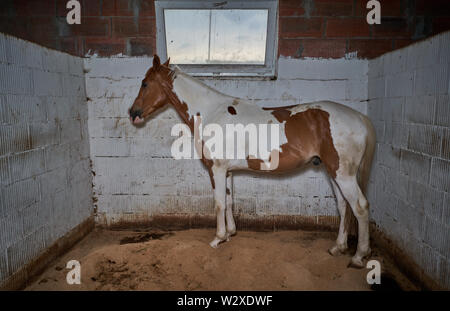 Bianco Rosso cavallo sta nella stalla Foto Stock