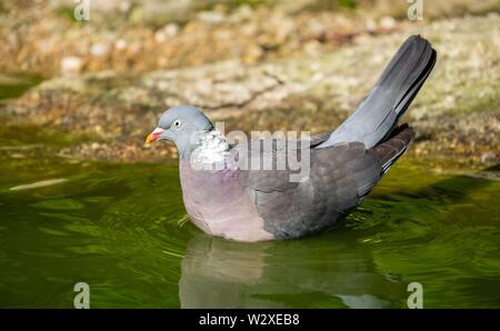 Comune piccione di legno (Columba palumbus), la balneazione in acqua, Baviera, Germania Foto Stock