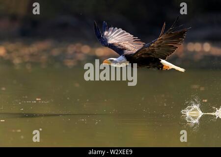 Aquila calva (Haliaeetus leucocephalus), Adulto, vola sopra l'acqua, captive, Slovacchia Foto Stock