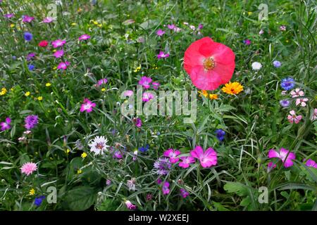 Poppyflower (Papaver), Cornflowers (Centaurea cyanus), Comune (corncockle Agrostemma githago), calendula (Calendula officinalis) e altri in Foto Stock