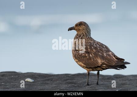 Grande skua (Stercorarius skua) sulla spiaggia, Jokulsarlon, Sud Islanda Islanda Foto Stock