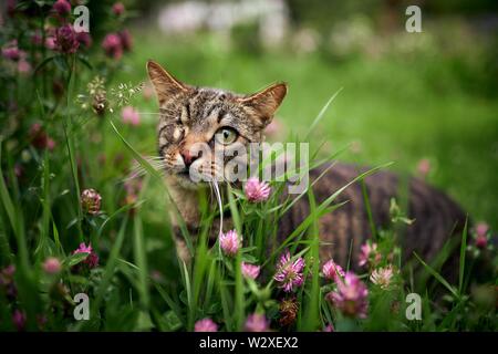 Tiger cat (Felis silvestris catus), cieca da un occhio, in Kleewiese, animale ritratto, Germania Foto Stock