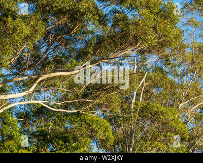 Diramazione. Eucalipto Gum alberi che crescono alto, baldacchino di rami e foglie che raggiungono in alto nel cielo azzurro, Australia Bush Foto Stock