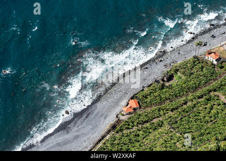 Il Portogallo, l'isola di Madeira, Faja dos Padres, banana piantagione di alberi Foto Stock