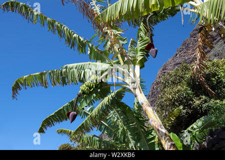 Il Portogallo, l'isola di Madeira, Faja dos Padres, banana piantagione di alberi Foto Stock