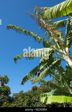 Il Portogallo, l'isola di Madeira, Faja dos Padres, banana piantagione di alberi Foto Stock