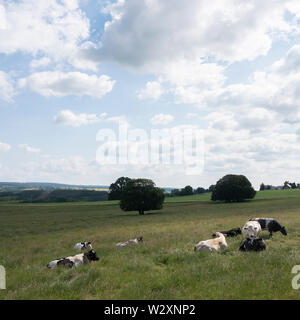 In estate il paesaggio con le vacche di campagna nei pressi di La Roche nelle Ardenne belghe Foto Stock