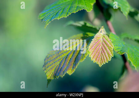 Verde giovane hazel foglie con una sfumatura marrone sullo sfondo di un bellissimo sfocato massa verde delle foglie. Foto Stock