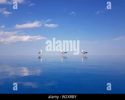 Tre gabbiani con acqua riflessioni in piedi sul bordo sfioratore di una piscina su un cielo blu sullo sfondo. Foto Stock