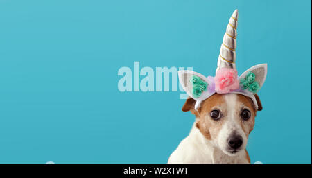 Funny unicorn piccolo cane bianco su sfondo blu Foto Stock