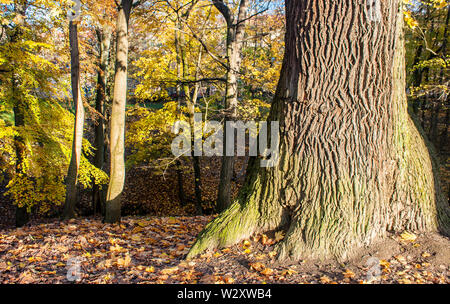 Grande vecchio albero nella foresta sulla luminosa giornata autunnale Foto Stock