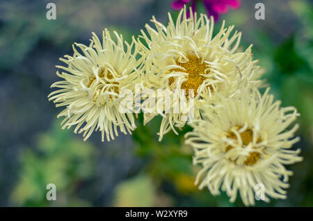 Foto macro natura fiore in fiore aster. Texture di sfondo bianco fiore fiori aster. Immagine di un impianto giugno blooming white aster Foto Stock