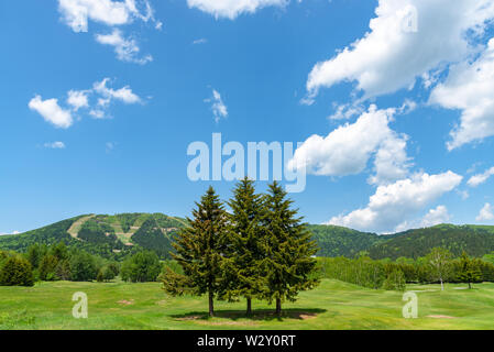 Fila di alberi in primo piano le montagne con vasto cielo blu su sfondo nella giornata di sole in estate. Natura e paesaggio bellissimo paesaggio visualizza Foto Stock