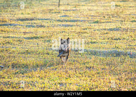 I cuccioli sono la riproduzione in erba e il sole del mattino Foto Stock