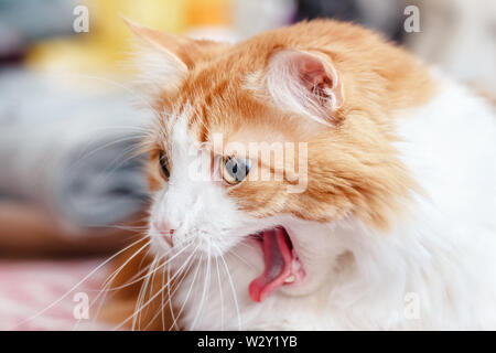 Abbastanza adulto sbadigli gatto rosso come simbolo di divertenti Foto Stock