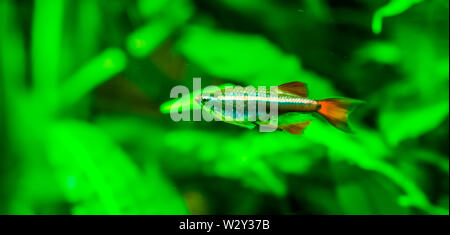 Primo piano di un cinese danio, popolare Aquarium pet in acquacoltura, tropicali specie animale da Asia Foto Stock