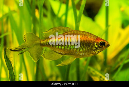 West African Salmone in closeup, colorati pesci ornamentali, famoso acquario animali domestici Foto Stock