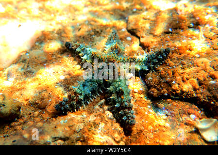 Mediterraneo rock seastar - Coscinasterias tenuispina Foto Stock