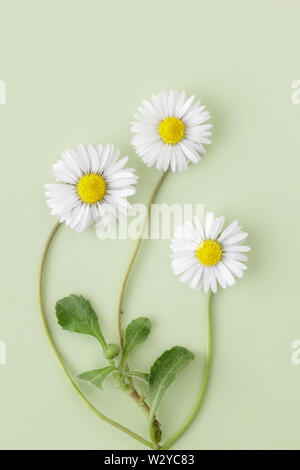 Tre Comuni Prato margherite sulla pianura verde pallido sfondo Foto Stock