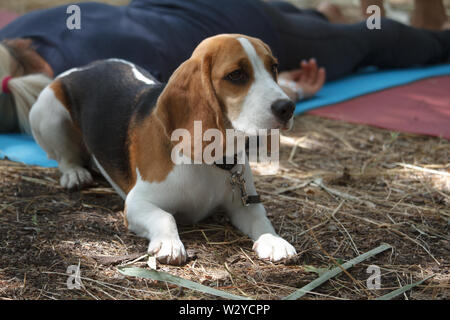 Primo piano di un simpatico cane beagle che giace accanto alla padrona durante una lezione di yoga Foto Stock