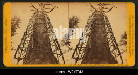 Madre della foresta, (ricerca) circum 78 ft, oltre 300 ft alta, da Giovanni P Soule Foto Stock