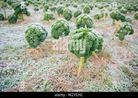 Cavolo riccio, agricoltura biologica, Velbert, Renania settentrionale-Vestfalia, Germania, Europa (Brassica oleracea var. sabellica) Foto Stock