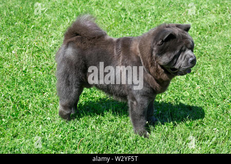 Carino Chow Chow è in piedi su un prato verde. Gli animali da compagnia. Cane di razza. Foto Stock