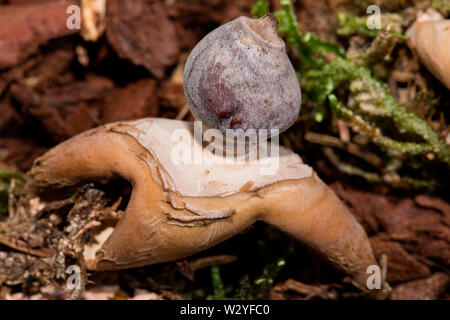 Radiati earthstar, a quattro zampe, earthstar (Geastrum quadrifidum) Foto Stock