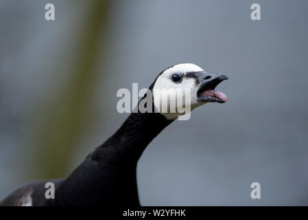 Barnacle Goose, marzo, Renania settentrionale-Vestfalia, Germania (Branta leucopsis) Foto Stock