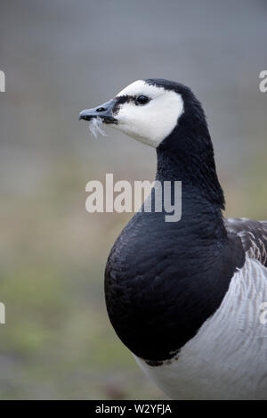 Barnacle Goose, marzo, Renania settentrionale-Vestfalia, Germania (Branta leucopsis) Foto Stock