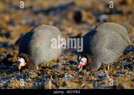 Helmeted le faraone, in inverno, gennaio, Renania settentrionale-Vestfalia, Germania (Numida meleagris) Foto Stock