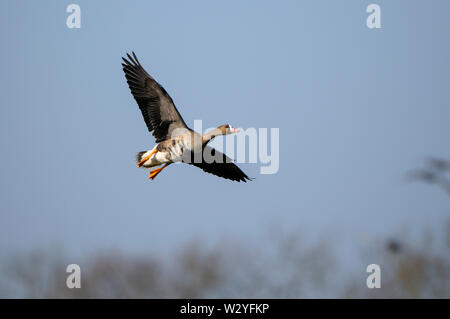 Bianco-fronteggiata goose, in volo, febbraio Dingdener Heide, Renania settentrionale-Vestfalia, Germania (Anser albifrons) Foto Stock