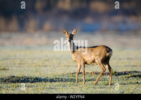 Capriolo, femmina, aprile, Gross Quassow, Meclenburgo-Pomerania Occidentale, Germania (Capreolus capreolus) Foto Stock