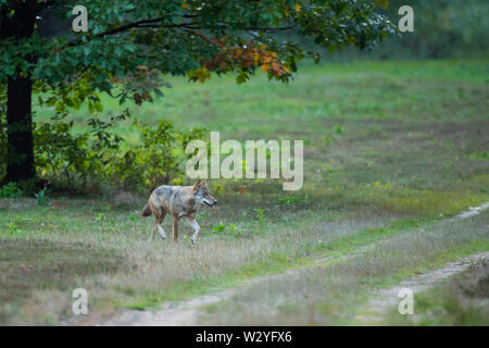 Lupo, Sogel, Emsland, Bassa Sassonia, Germania, Canis lupus, Sögel Foto Stock